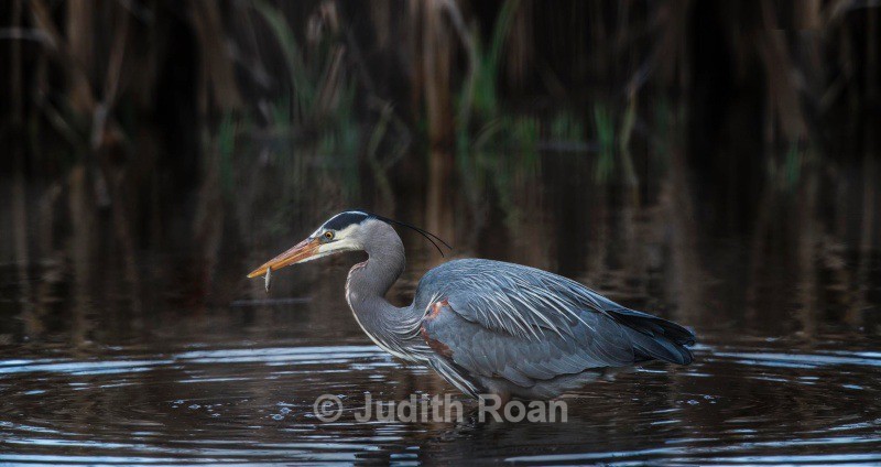 Great Blue Heron fishing - Backyard Birds of the Pacific Northwest