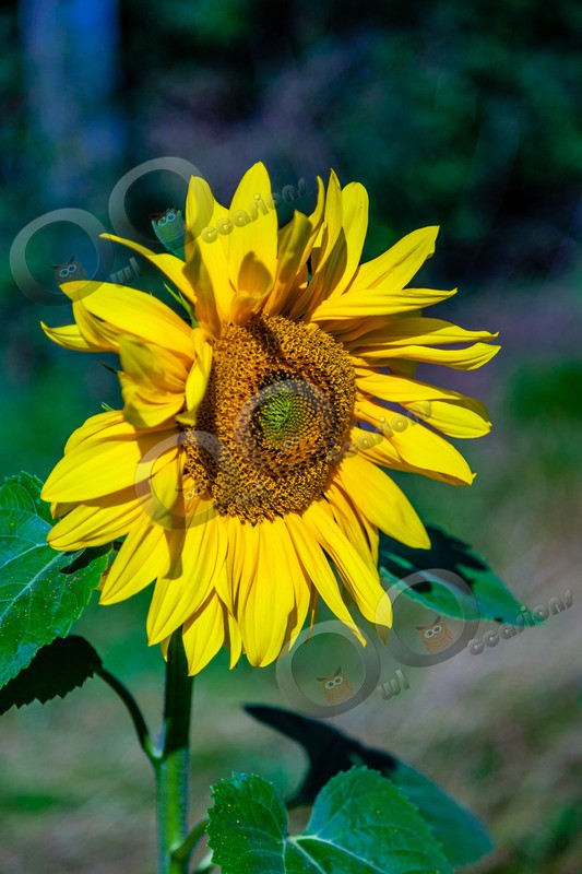 Sunflower-174 - Plants and trees