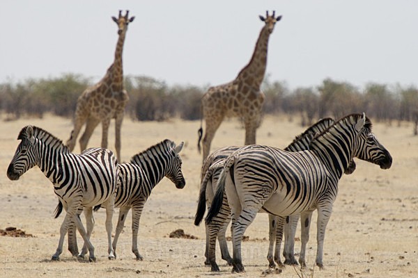  - African Journey