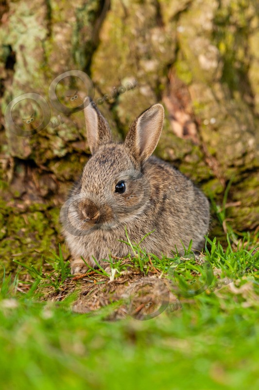 wild rabbit Oryctolagus cuniculus-2855 - UK Wildlife