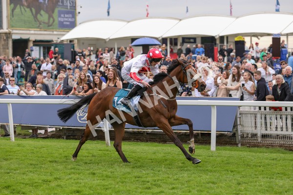 250524-Race 7-Feel The Need-3373 - Race 7 5.05pm Alf Duffield Memorial Handicap