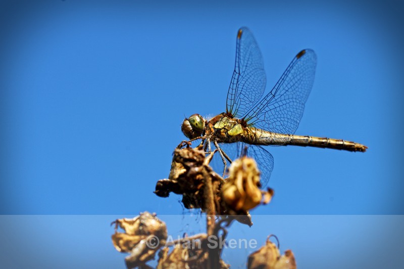 DSC00436 - Fauna