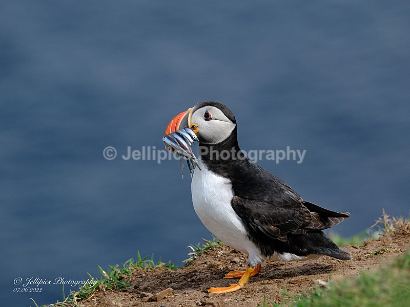  - Wildlife and Nature