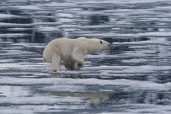 Polarbear 8651 - Wildlife