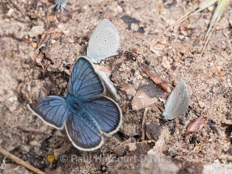  - Insects, Spiders and other Animals