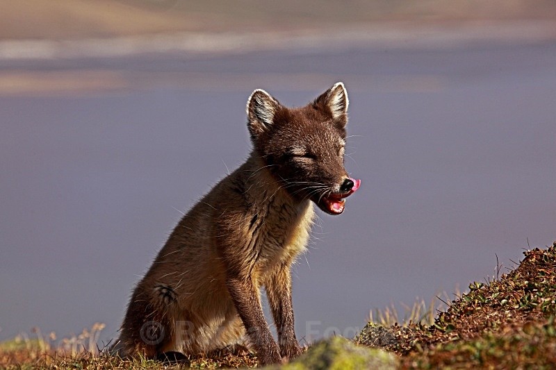 Arctic Fox 3278 - Wildlife