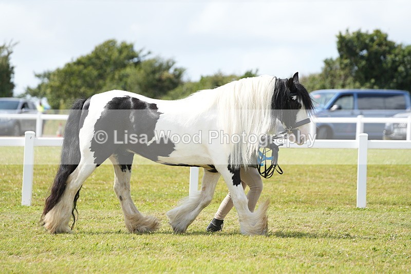 DSC06998 - Class 60: Coloured Pony 4yrs & over
