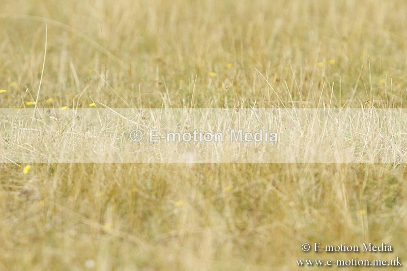 _BS_0654 - BVRC Show 2018 Ring 3