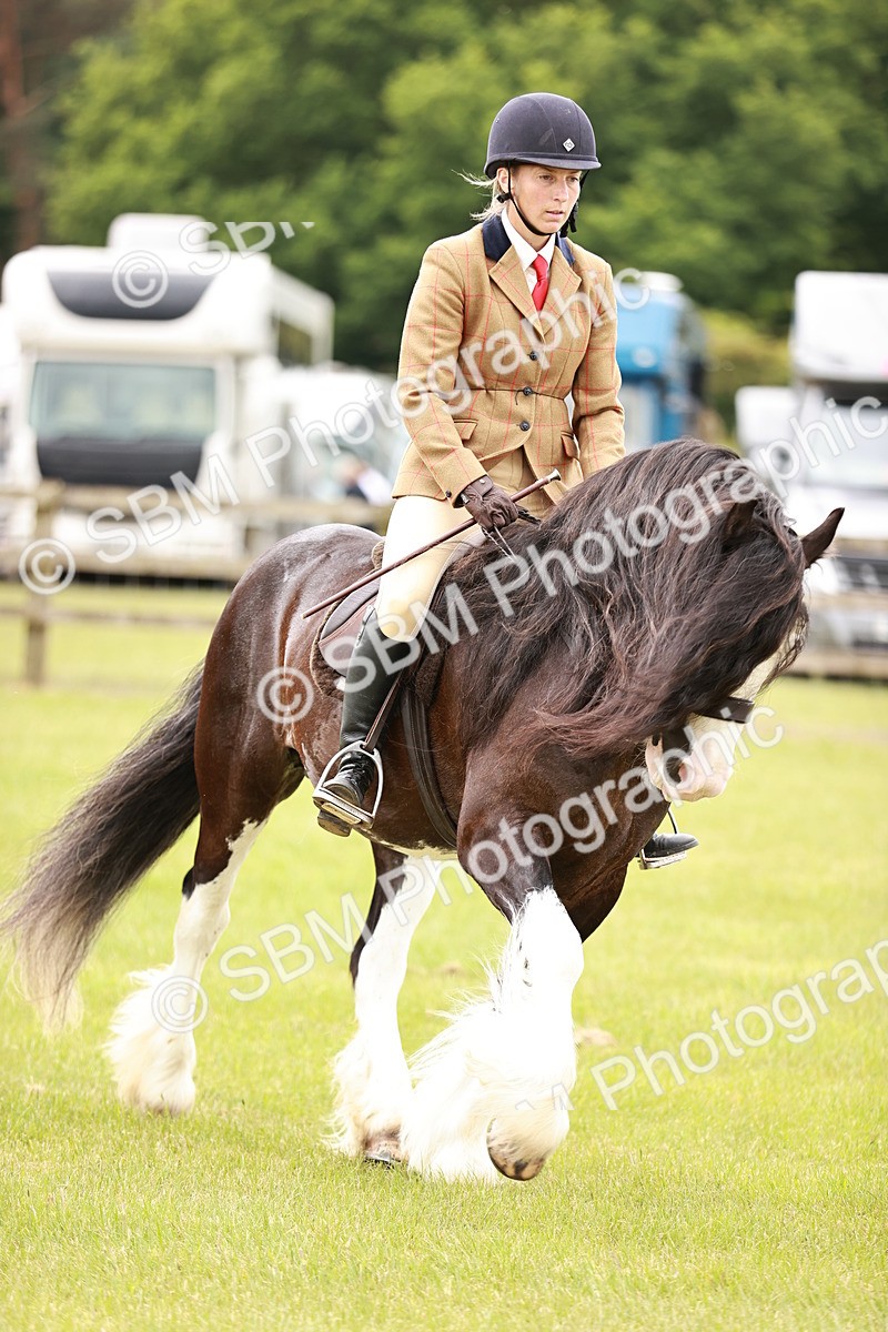 SBM_06142 - Class 39-41 TGCA In Hand and Ridden