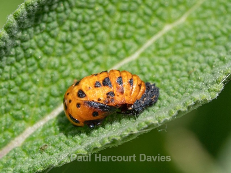 Seven spot Ladybird Coccinella septempunctata also Coccinelle 7-punctata. Pupal stage. - Ten Metres from Home 2021