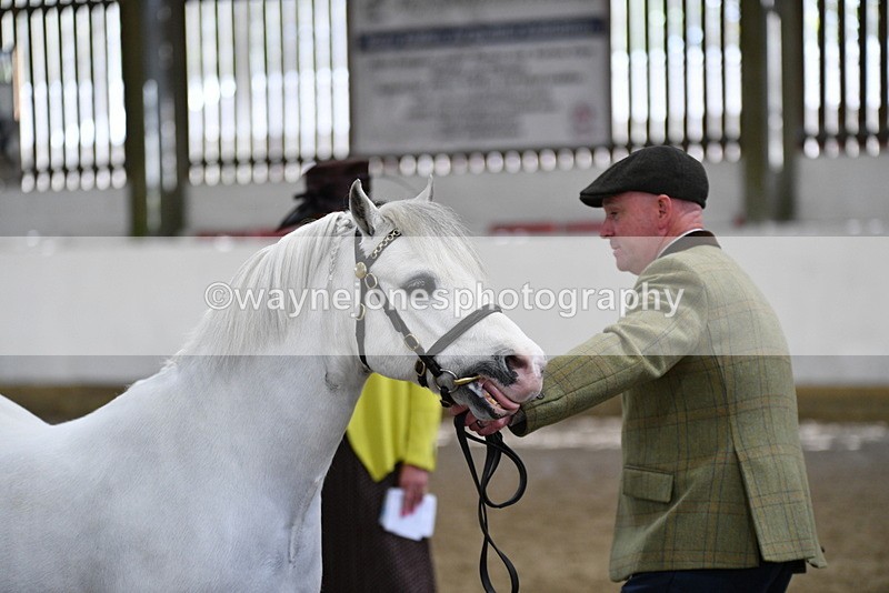 WJ5_5315 - Class 4 In hand M&M - small breeds