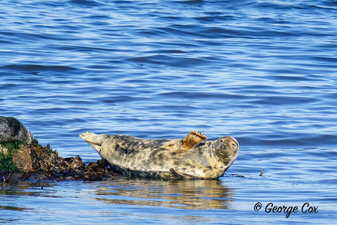 Seal_Musselburgh - Scotland