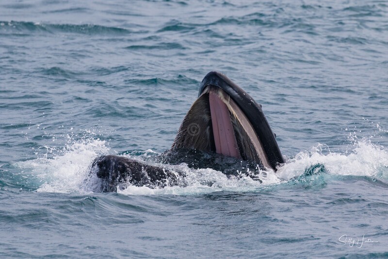 HB Calf with Open Mouth. 0A3A5233 - Copy - 2025 Hervey Bay Whales