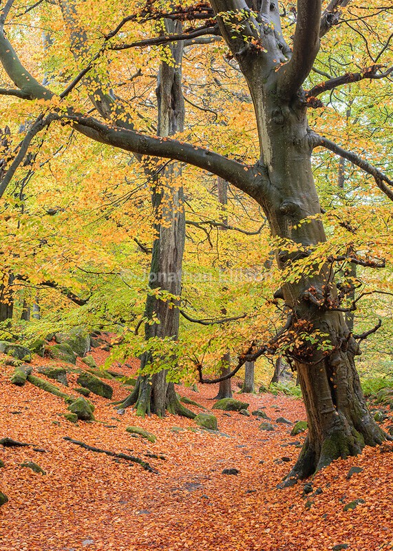 Padley Gorge - The Peak District