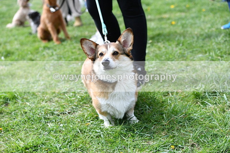 WJ5_9742 - Class 3 Most Handsome Dog