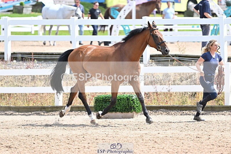 240717A-145043-02338 - Trot Up 2pm to 3pm - This folder is not in time order