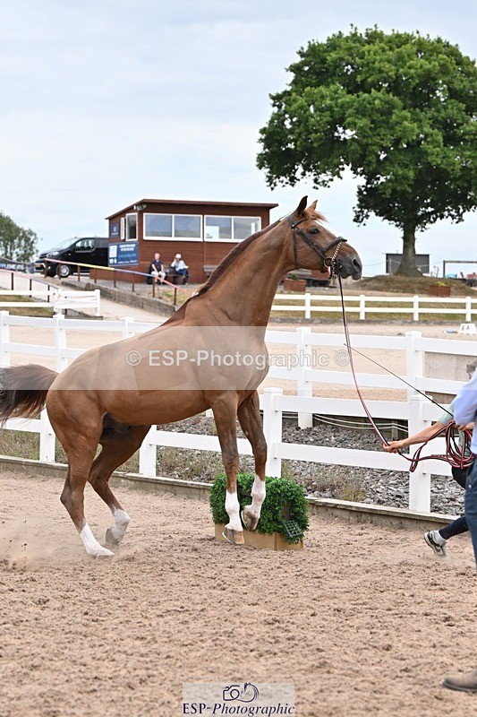 250716-143354-01206 - Trot Up 2.30 to 3.30