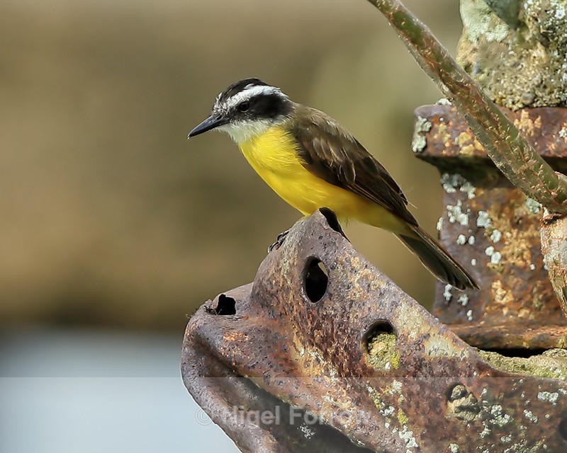 Lesser Kiskadee, Gamboa, Panama - Lesser Kiskadee