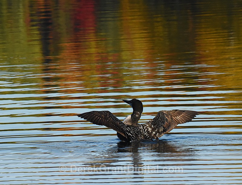 Autumn Bath - Gavia immer - Autumn Festival