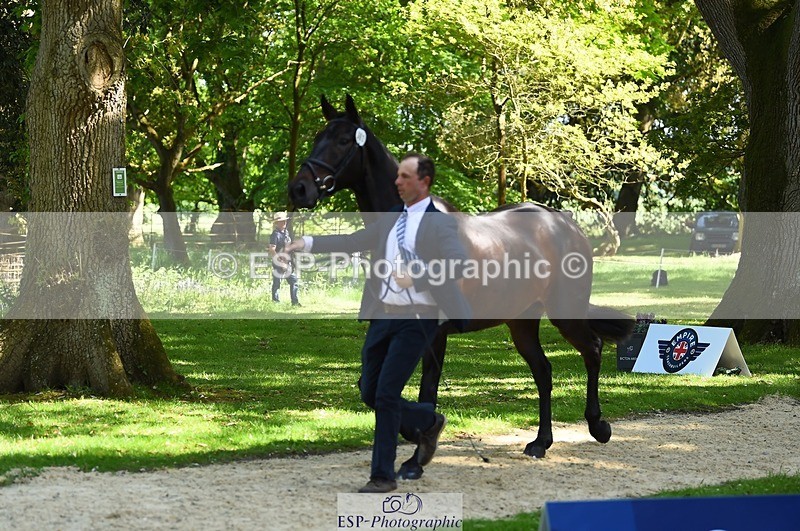 230524-153628-00386 - 362-SPIRIT'S_GEMINI-Harry_Dzenis-WEDTrotUp+DR