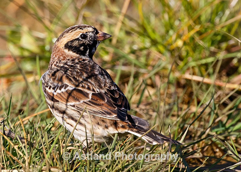 Astland Photography, Bird and Wildlife Images, Susan and Peter Wilson, U.K