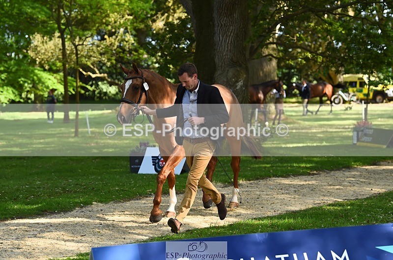 230524-165556-01188 - 157-GODSEND_DU_GIVRE-Henry_Dove-WEDTrotUp+DR