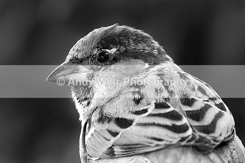 20120115-_MG_8326-862 - House Sparrow