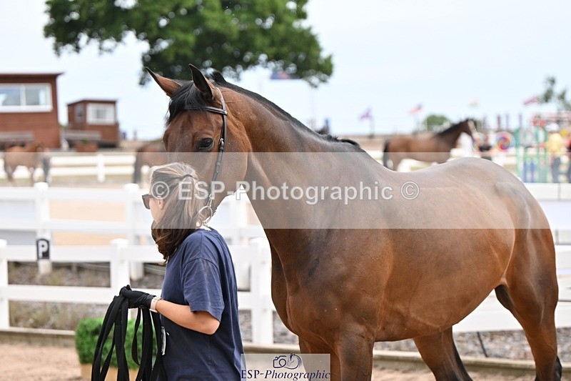 250716-151157-01753 - Trot Up 2.30 to 3.30