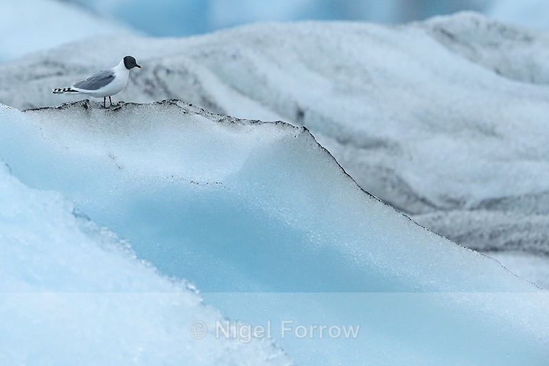 Sabine's Gull on iceberg, Jokulsarlon, Iceland - Sabine's Gull