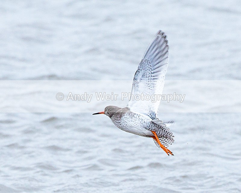 20140222-3K8A8886 - Redshank