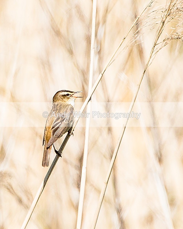 20140517-3K8A1412 - Sedge Warbler