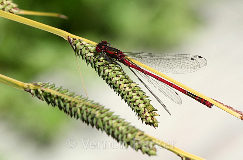 Red Damselfly - Wildlife