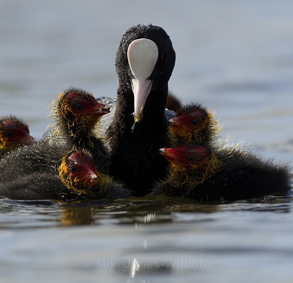COOTS - COOT CHICKS, Images of newly born coots