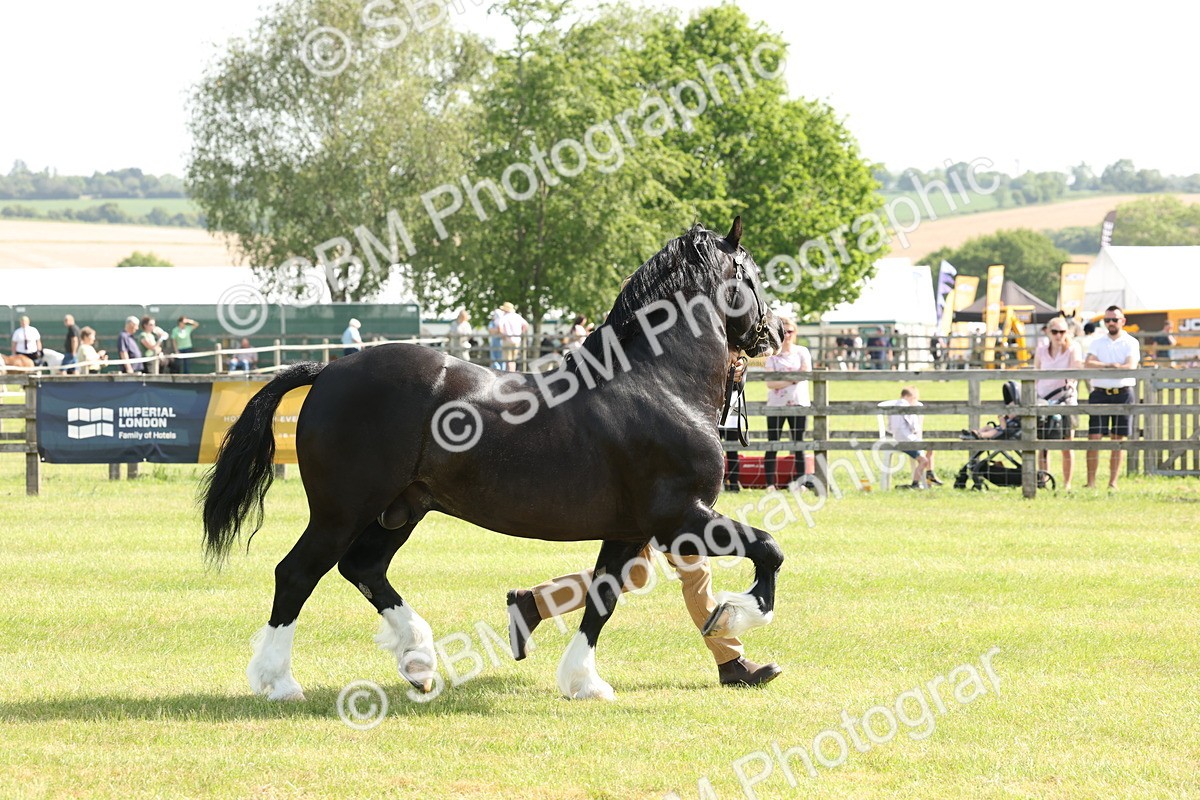 SBM_02114 - Class 6-13 - Mountatin and Moorland In Hand Welsh Breeds