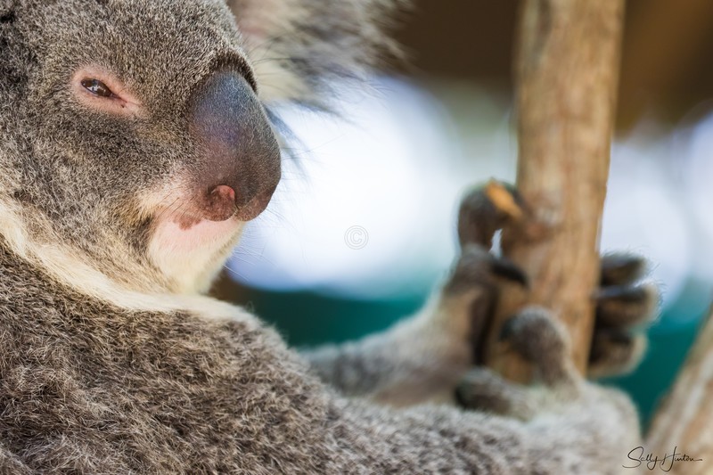 Koala Bear
