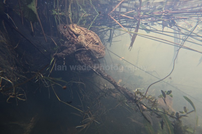 Common Toads spawning_ct_014 - Reptiles, amphibians & pond life, Great Britian