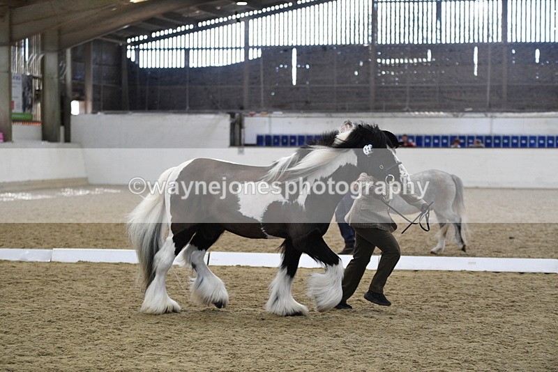 WJ5_5040 - Class 7 In hand coloured / odd coloured