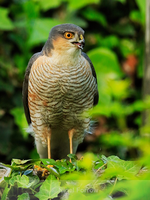 Sparrowhawk (male) perched on fence, Abingdon - Sparrowhawk