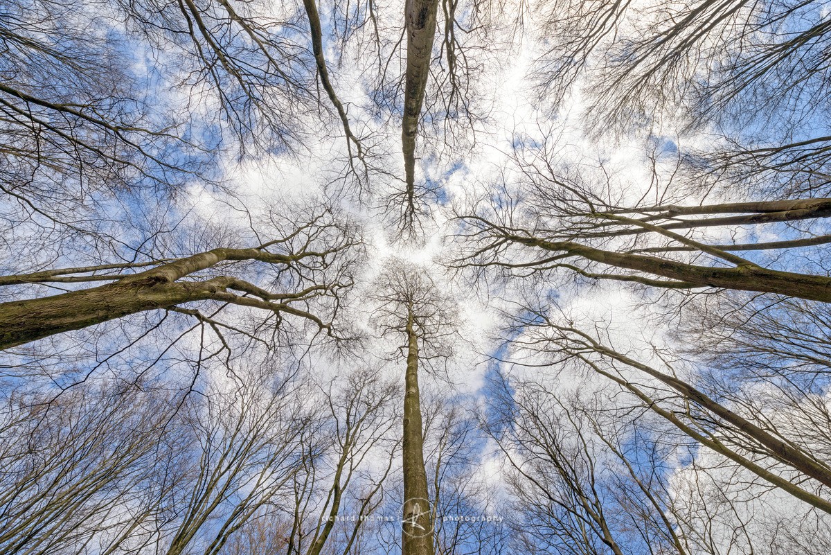Beech Towers - Woodland