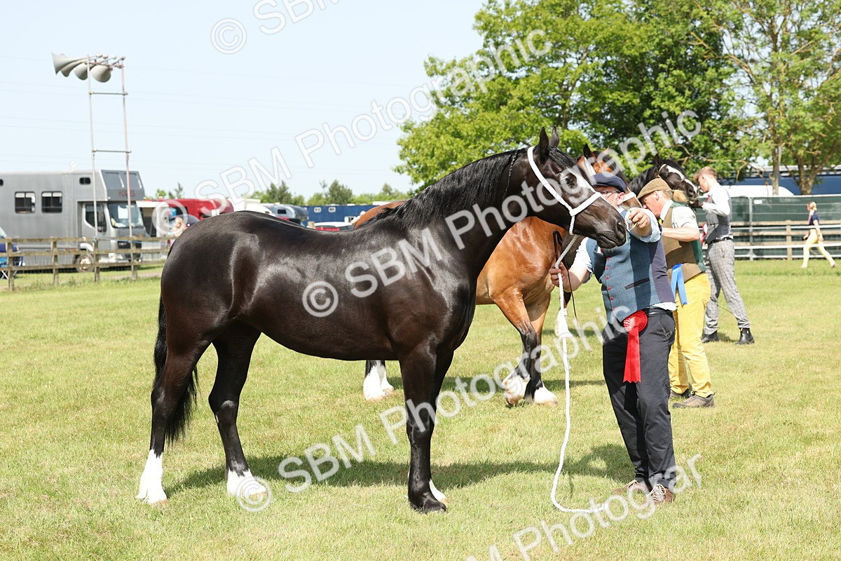 SBM_02348 - Class 6-13 - Mountatin and Moorland In Hand Welsh Breeds