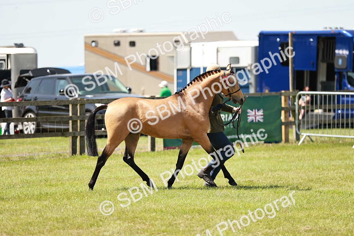 SBM_05563 - Class 41-45 - Riding Pony-Hunter Pony Breeding