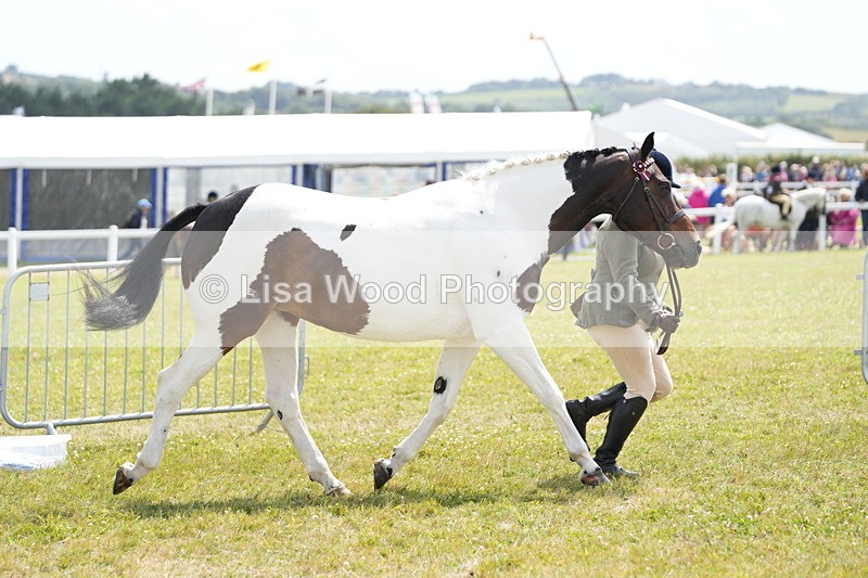 DSC07032 - Class 61: Coloured Horse 4yrs & Over