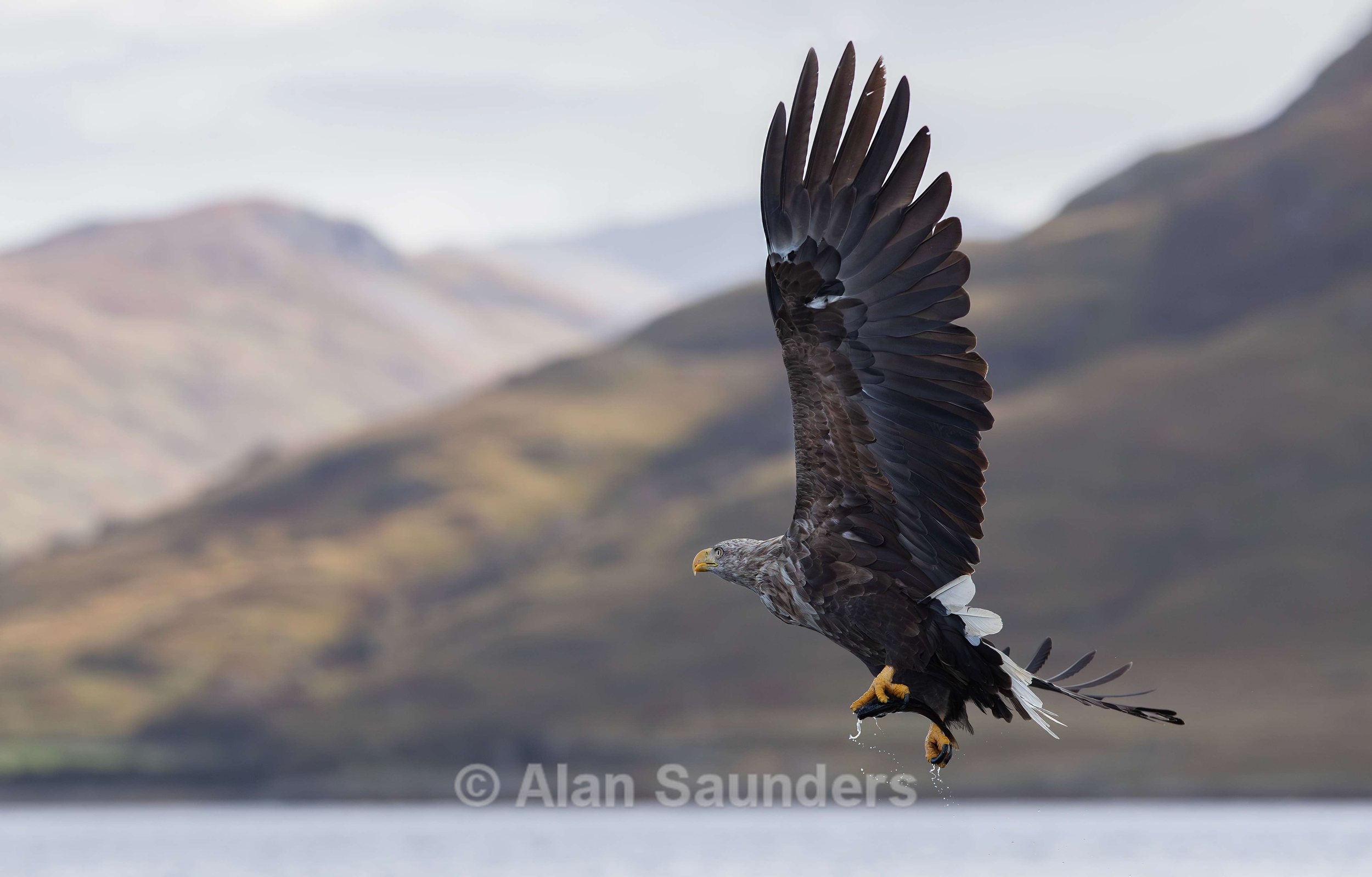 White Tailed Eagle 111