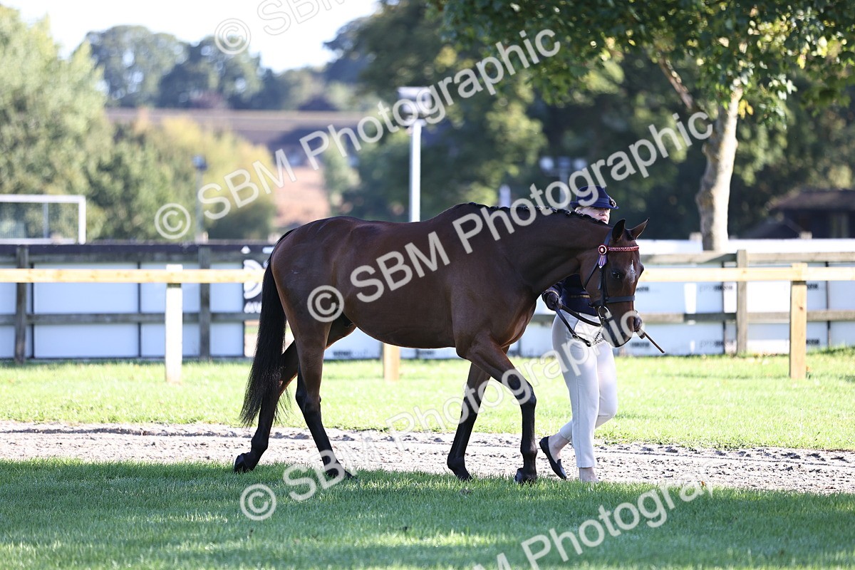 SBM_15688 - S1 - TSR in Hand Horse & Pony Showing
