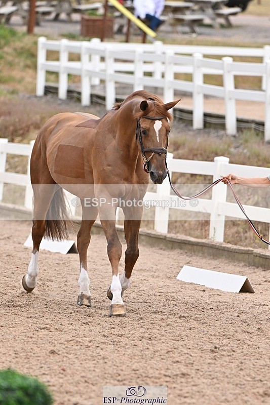 250716-143349-01198 - Trot Up 2.30 to 3.30