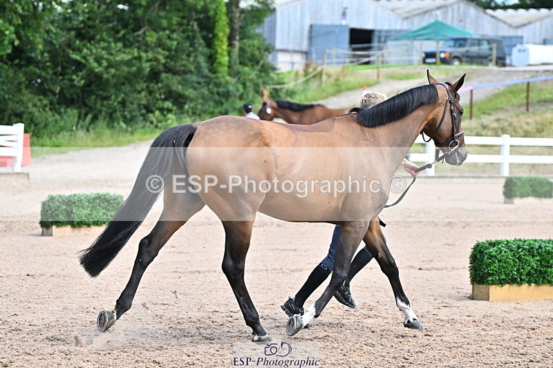 240718A-105256-01340 - Trot Up 12pm to 1pm