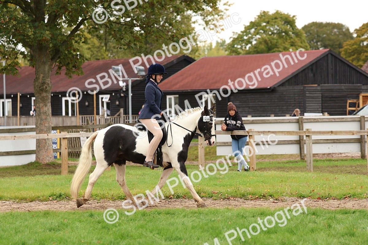 SBM_59885 - S36 - Rehabiliated Rescue Horse & Pony In Hand & Ridden