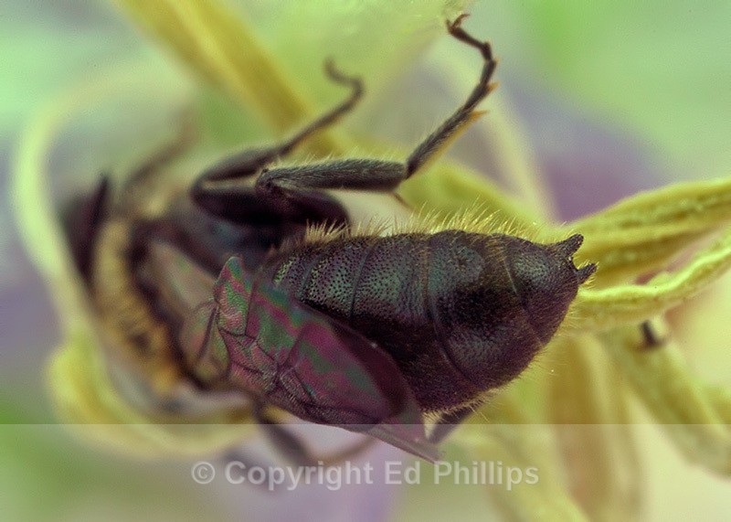 Chelostoma campanularum (m) - Chelostoma campanularum