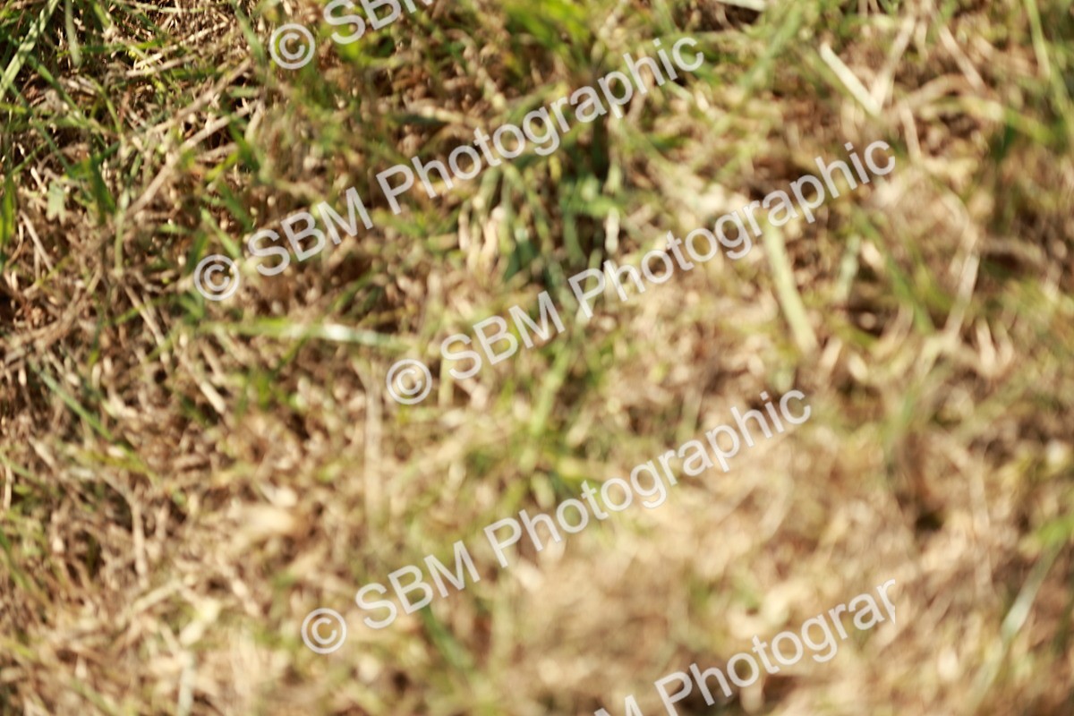 SBM_08742 - Class 63-65 - Traditional Gypsy Cobs In Hand & Ridden