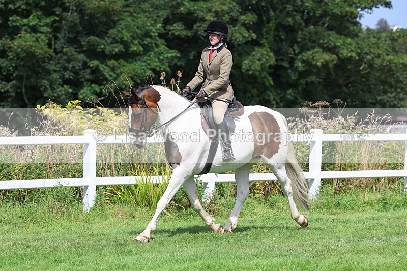 3E7A8677 - Class 5: Working Show Horse